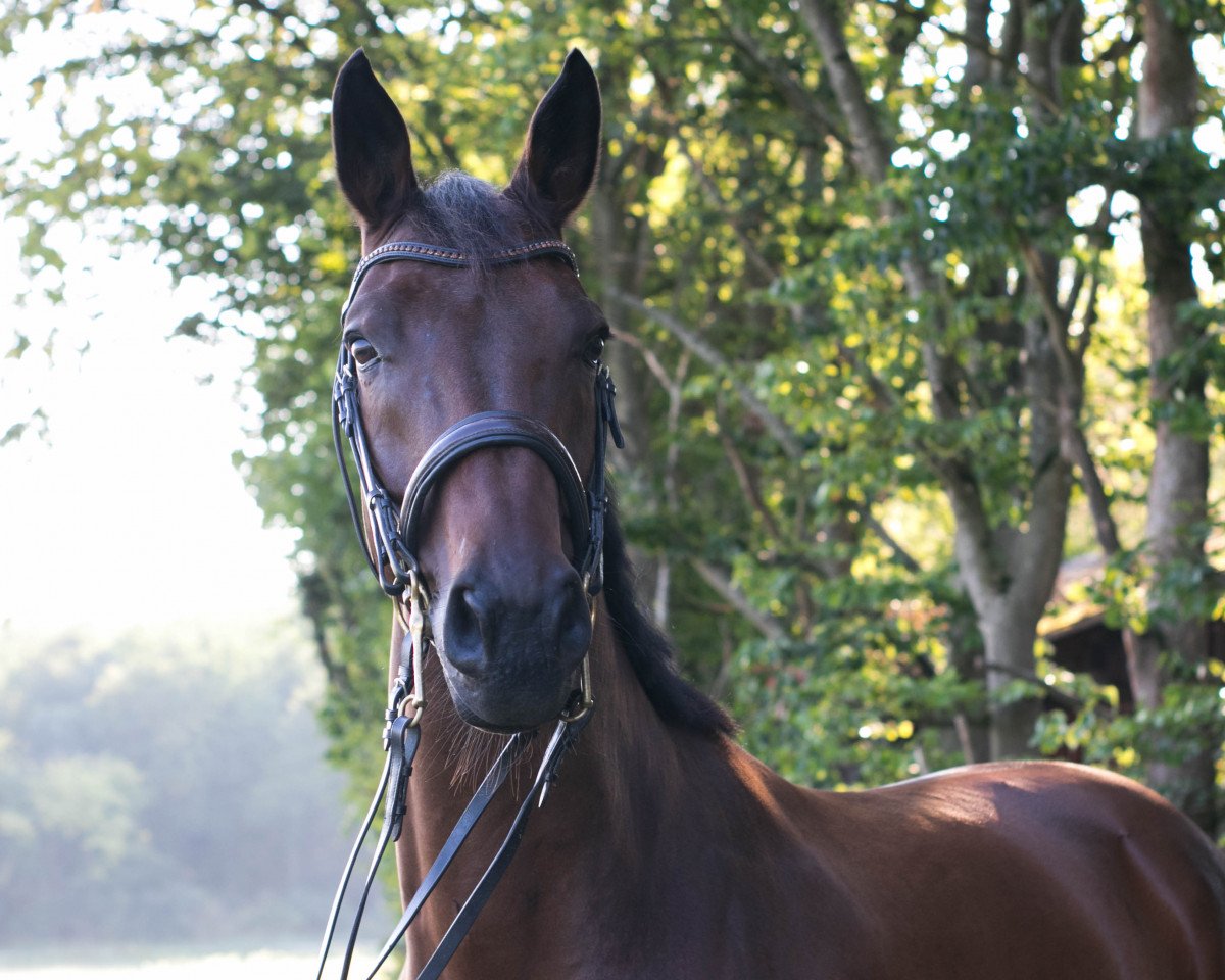 Cavallo da Dressage Flash Dancer 14 (Oldenburger, 2009, di Fidertanz)