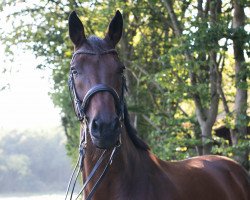 dressage horse Flash Dancer 14 (Oldenburg, 2009, from Fidertanz)
