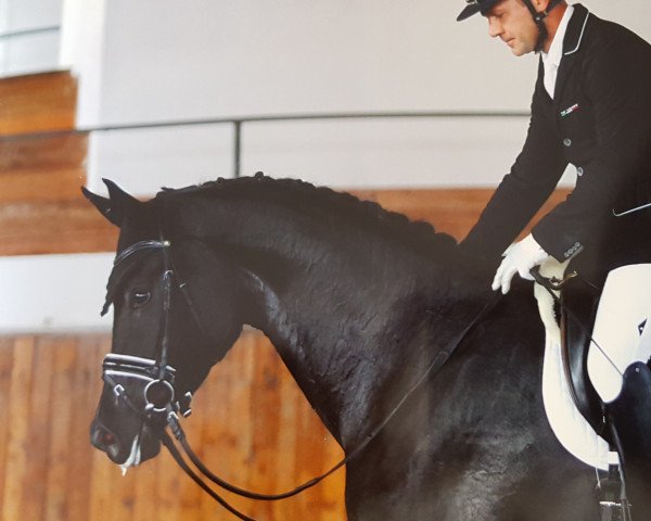 Pferd Folie dei Castellani (Sella Italiano, 2014, von Fürst Heinrich)