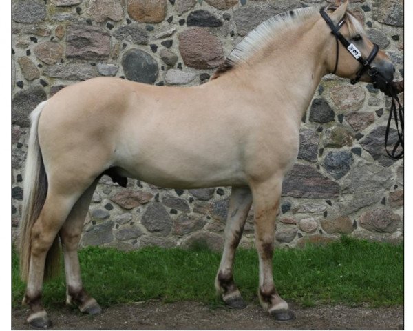 horse Prinsholm’s Cato (Fjord Horse, 2015, from Optimist Halsnæs)