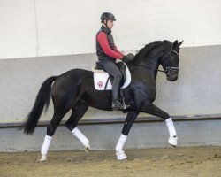 broodmare K.C. Glanz und Gloria (Rhinelander, 2015, from Grey Flanell)