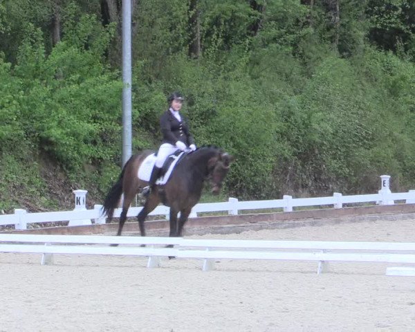 Reitturnier Mettmann - Reitanlage Löckenhoff 2017