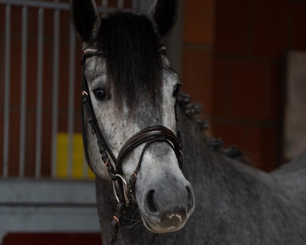 horse Charlotte 236 (Oldenburg show jumper, 2016, from Coupie)
