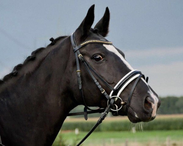 broodmare Wendy (Oldenburg, 2003, from Dr Doolittle 45)