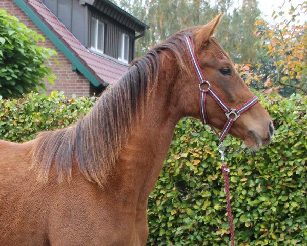 horse C'est bon H (Westphalian, 2014, from Charmeur)