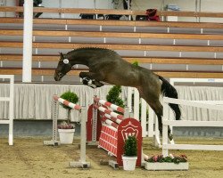 stallion Dracos (Westphalian, 2018, from Diamant de Semilly)