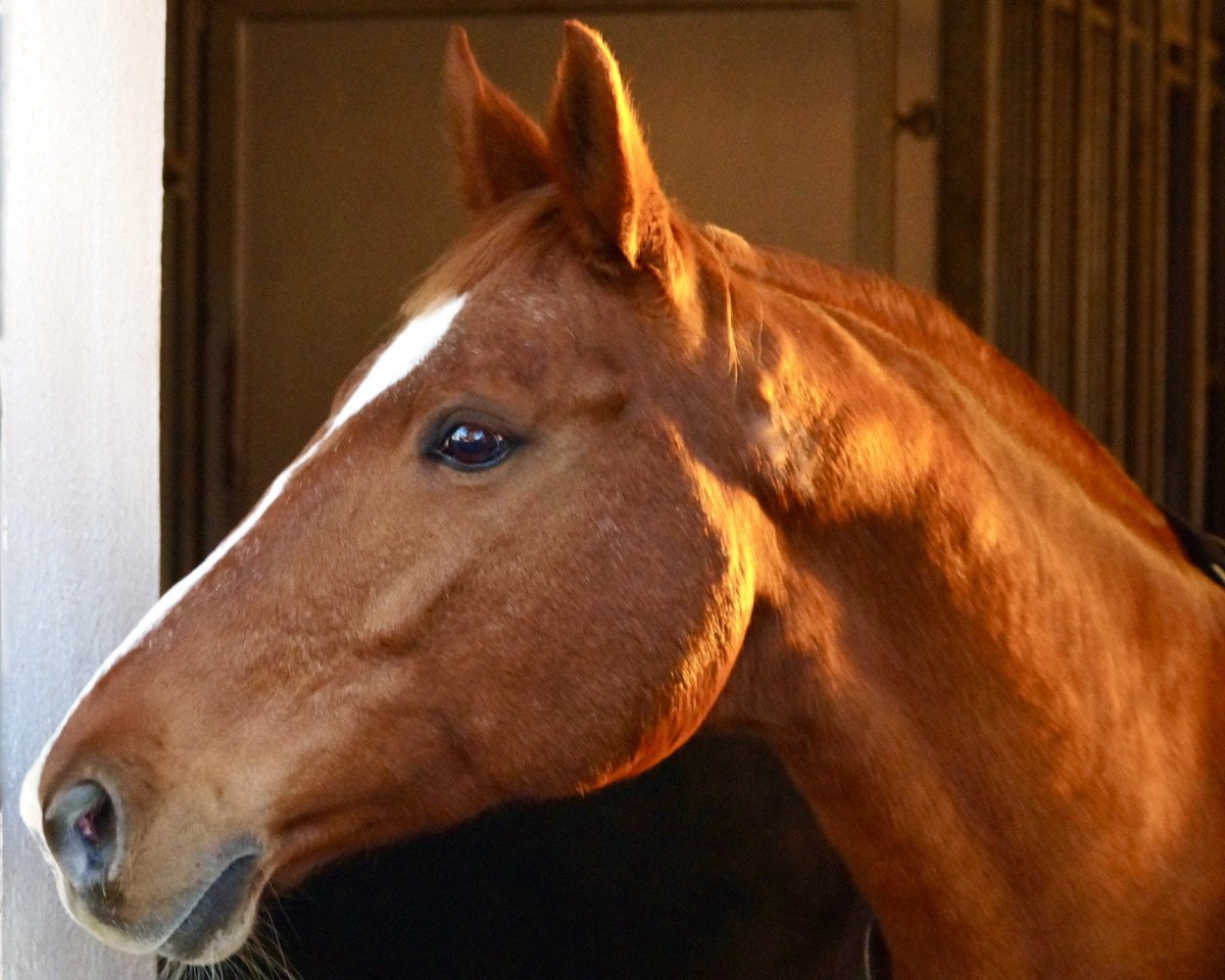 horse Graciana 16 (Bavarian, 1998, from Rocher D'or)
