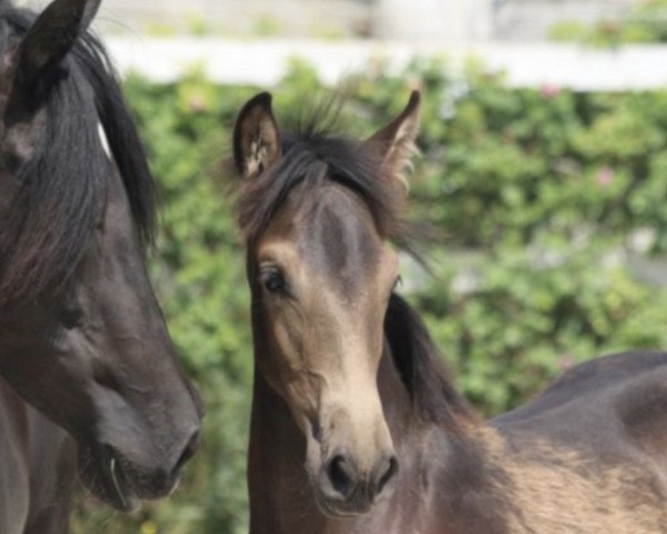 horse Princessa 2 (Pura Raza Espanola (PRE), 2018, from Peladilla IV)