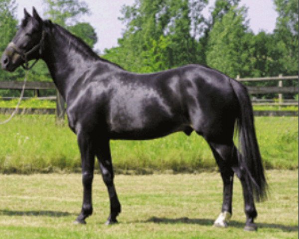 stallion Diamant Gede (FR) (French Trotter, 1991, from Florestan (FR))