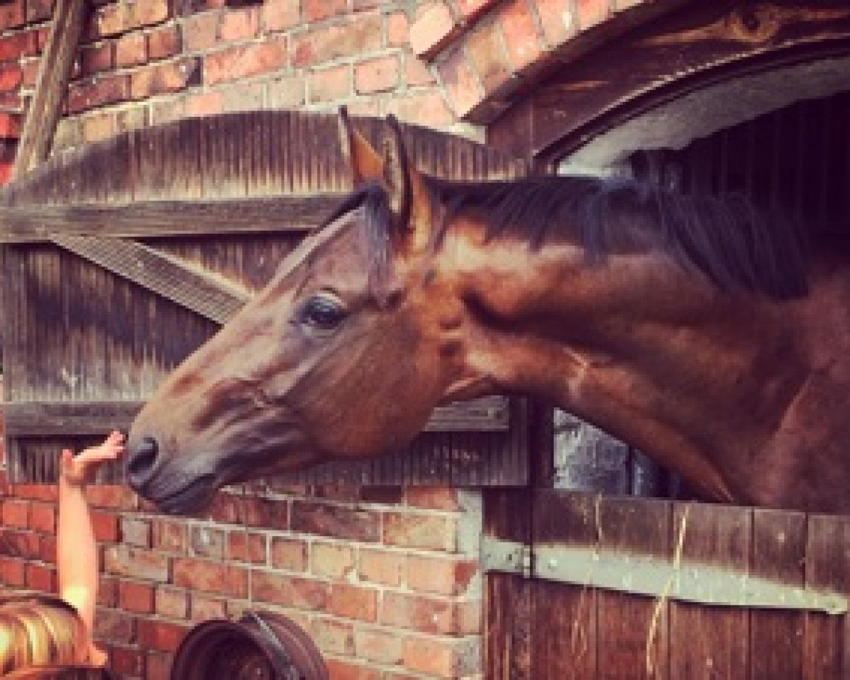 horse Bagan (Trakehner, 2015, from Kaiserdom)