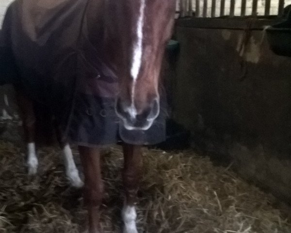 dressage horse Fernando 631 (Westphalian, 2003, from Fleurop)