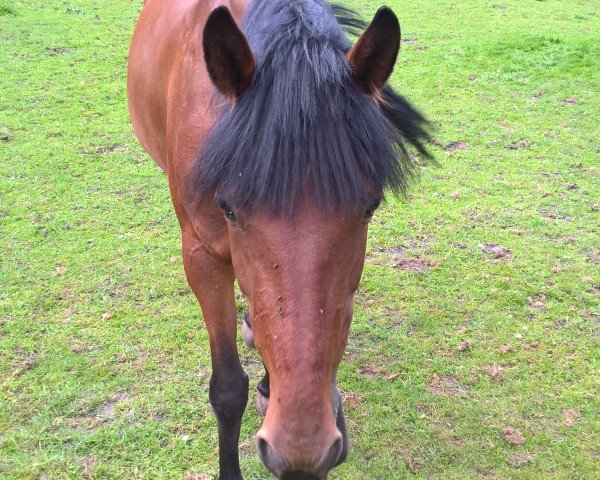 horse Euro Star Medo (Traber, 2011, from Zoot Suit 3414-P (US))