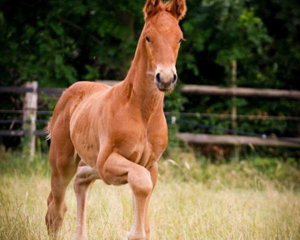 dressage horse Rosebank (Westphalian, 2018, from Rosendiamant)