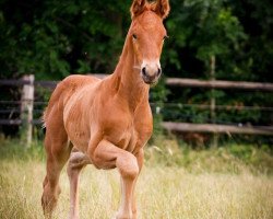 dressage horse Rosebank (Westphalian, 2018, from Rosendiamant)