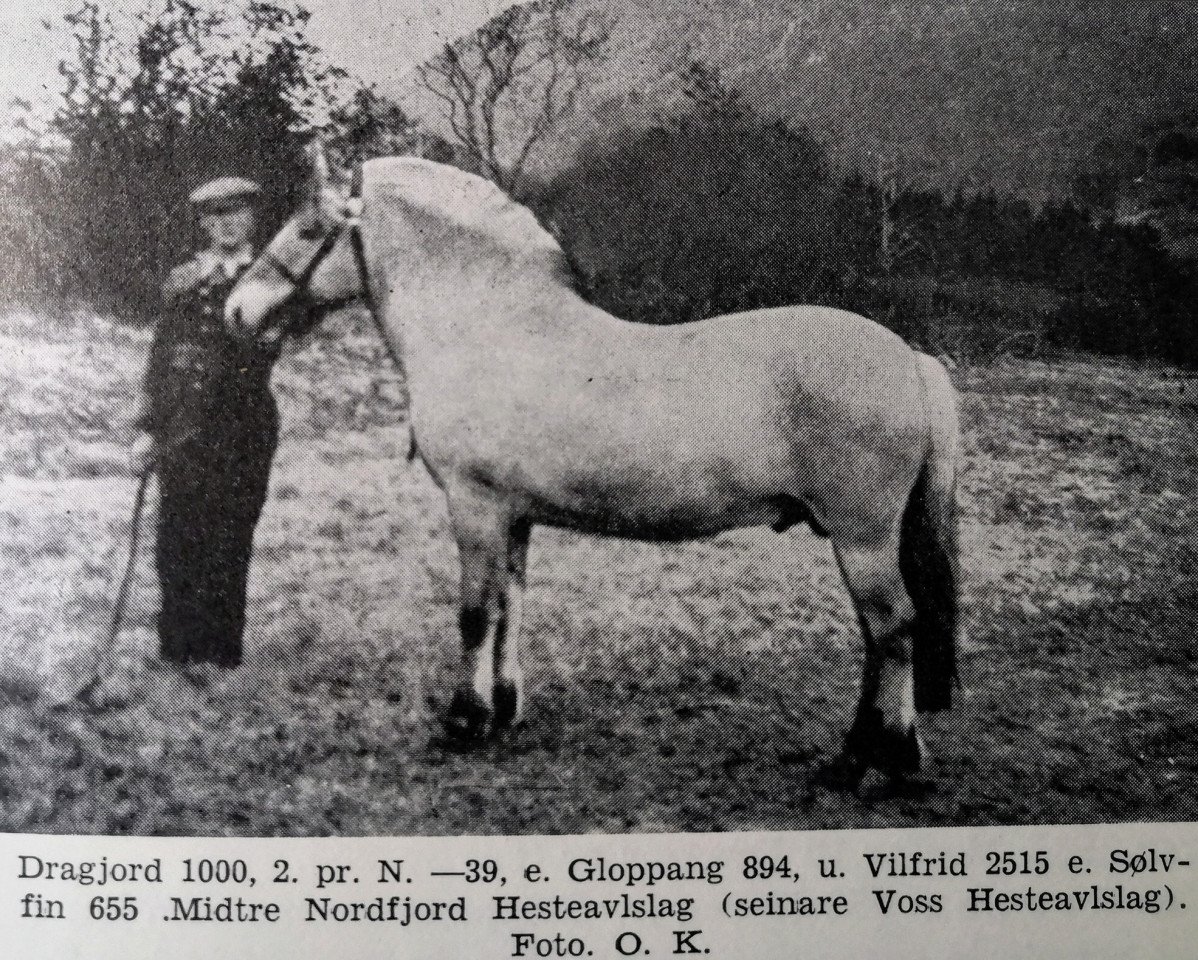 Deckhengst Dragjord N.1000 (Fjordpferd, 1935, von Gloppang N.894)