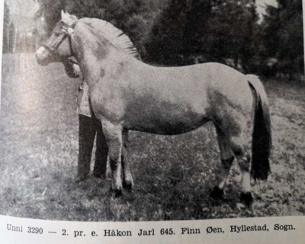 Pferd Unni N.3290 (Fjordpferd, 1931, von Håkon Jarl N.645)