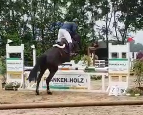 broodmare Diana (Rhinelander, 2013, from Donquestador)