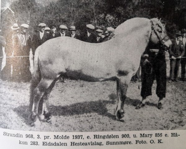 Pferd Strandin N.968 (Fjordpferd, 1933, von Ringdølen N.900) Pferd Strandin N.968 (Fjordpferd, 1933, von Ringdølen N.900)
