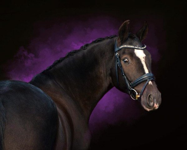 dressage horse Voodoo Highlight (German Riding Pony, 2012, from Valido's Highlight) dressage horse Voodoo Highlight (German Riding Pony, 2012, from Valido's Highlight)