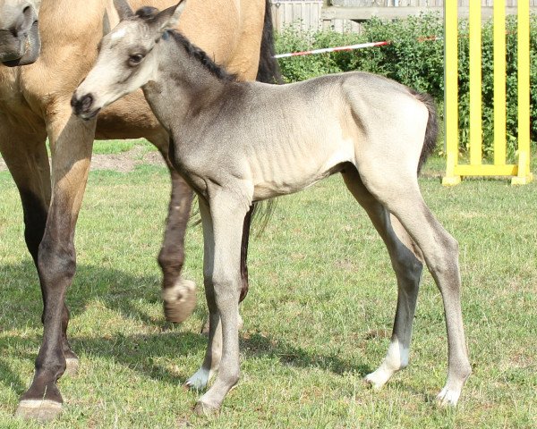 horse Traumtänzerin (German Sport Horse, 2017, from Fidertanz)