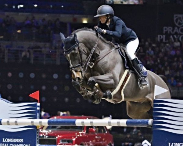 Springpferd Silverstone G (Schwedisches Warmblut, 2008, von Diamant de Semilly)