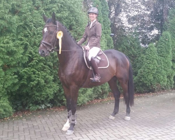 Springpferd Cash (Westfale, 2010, von Captain Fire)