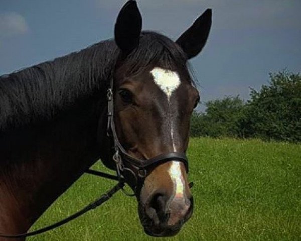 jumper El Bandito 9 (Hanoverian, 2008, from Embassy I)