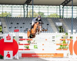 jumper Newberry Balia Nl (Belgian Warmblood, 2013, from Emerald van 't Ruytershof)