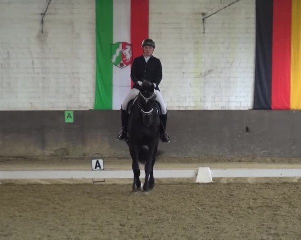 Dressurturnier Jüchen-Waat 2017