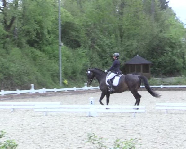 Reitturnier Mettmann - Reitanlage Löckenhoff 2017