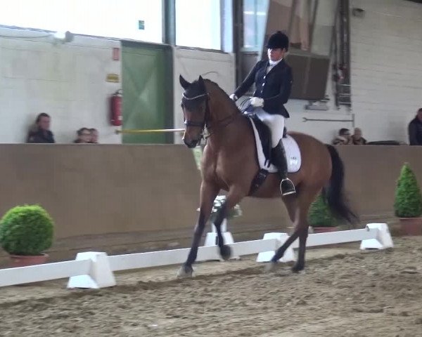 Dressurturnier Jüchen-Waat 2017