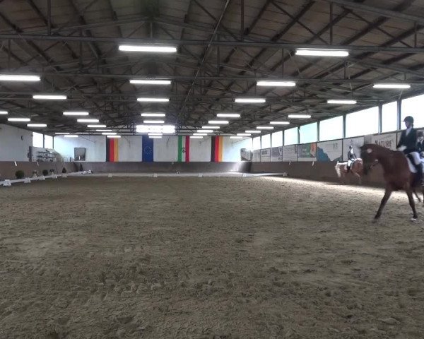 Dressurturnier Jüchen-Waat 2017