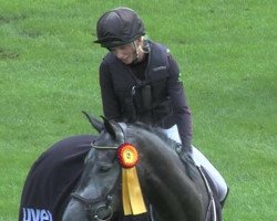 jumper Corragio (Holsteiner, 2013, from Cayado 3)