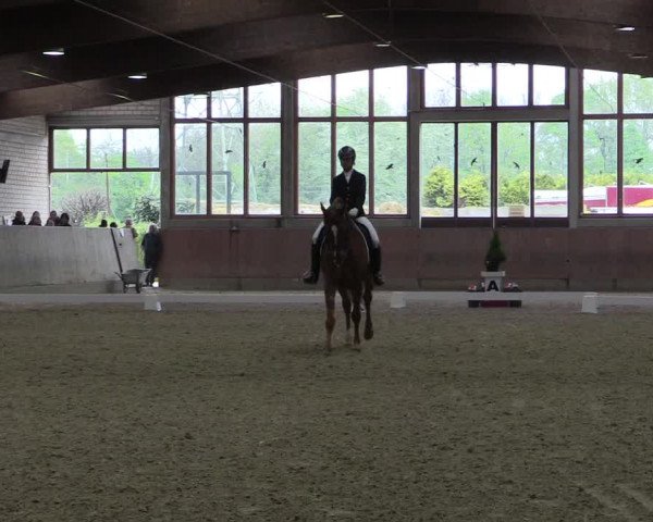 Reitturnier Leverkusen-Rheindorf 2017