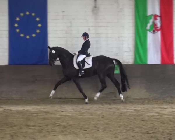 Dressurturnier Jüchen-Waat 2017