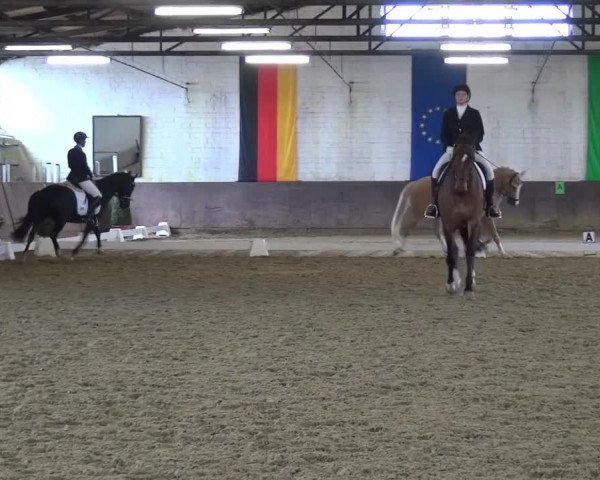 Dressurturnier Jüchen-Waat 2017