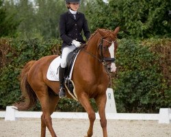 dressage horse Lordanus 6 (German Sport Horse, 2008, from Lord Fantastic)