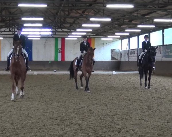 Dressurturnier Jüchen-Waat 2017