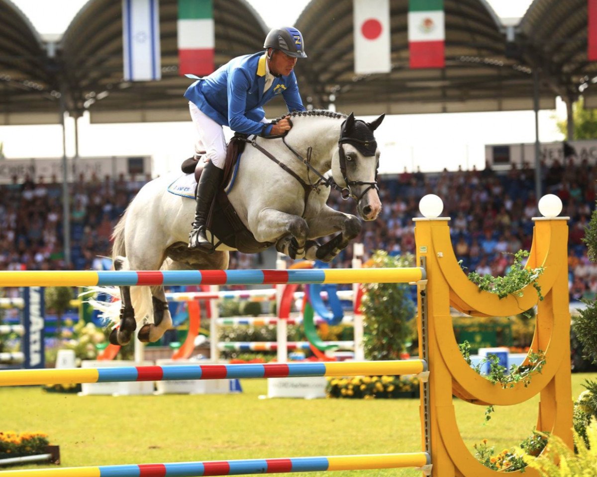 stallion Caribis Z (Zangersheide riding horse, 2007, from Caritano Z)
