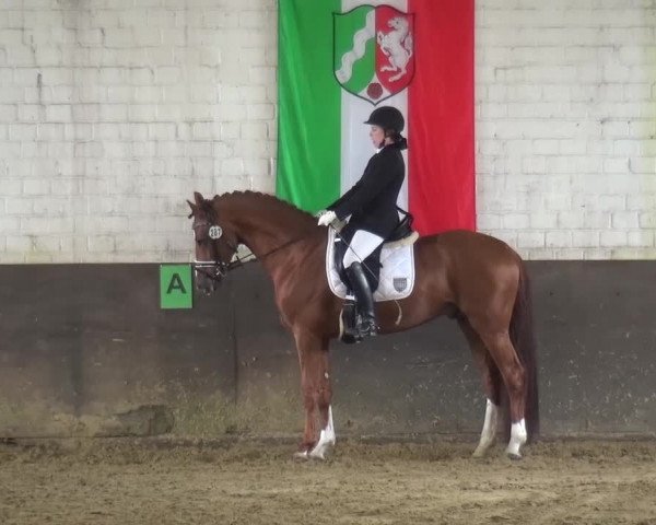 Dressurturnier Jüchen-Waat 2017