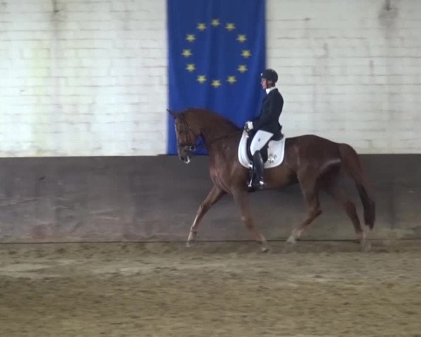 Dressurturnier Jüchen-Waat 2017