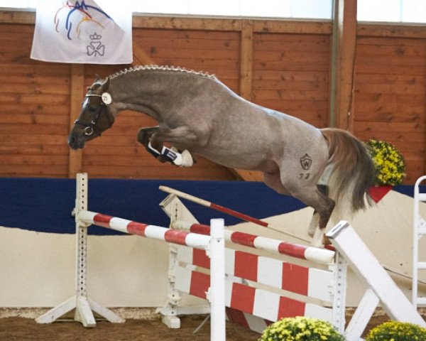 Dressurpferd Napoli 58 (Deutsches Reitpony, 2014, von Fs Numero Uno)