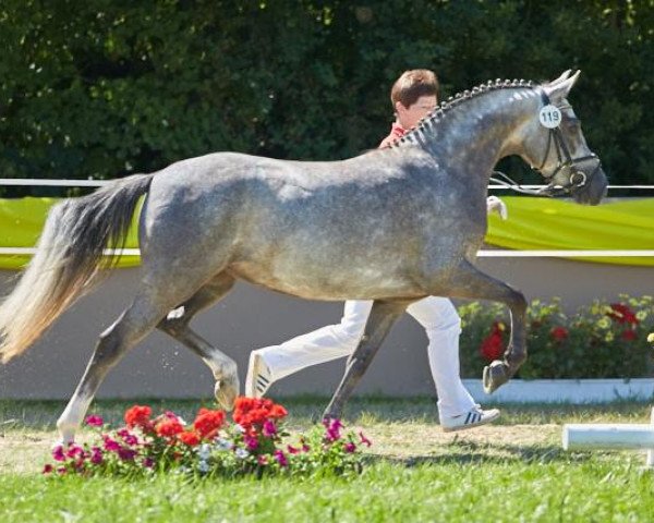 broodmare Notre Dame 19 (German Riding Pony, 2013, from Fs Numero Uno)