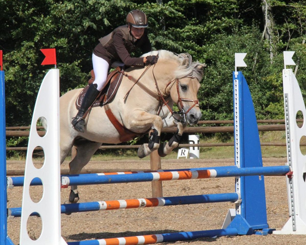 horse Damask Halsnæs (Fjord Horse, 1998, from Pikant Halsnæs )