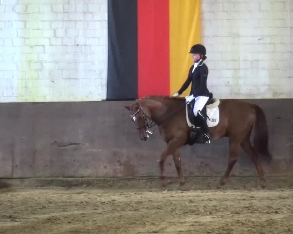 Dressurturnier Jüchen-Waat 2017