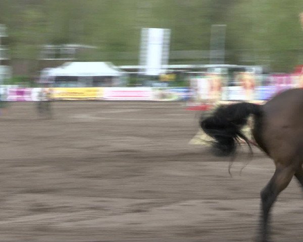Reitturnier Bad Schwartau 2017