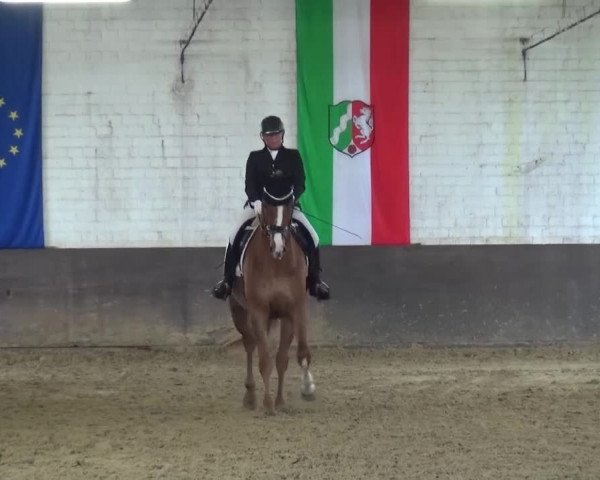 Dressurturnier Jüchen-Waat 2017