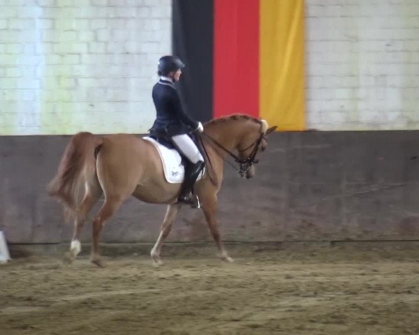 Dressurturnier Jüchen-Waat 2017