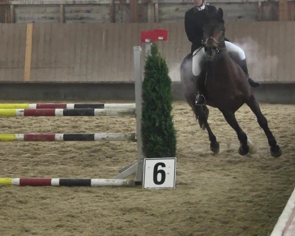Reitturnier Leutkirch-Diepoldshofen 2017