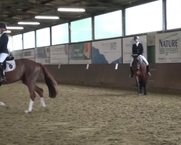 Dressurturnier Jüchen-Waat 2017